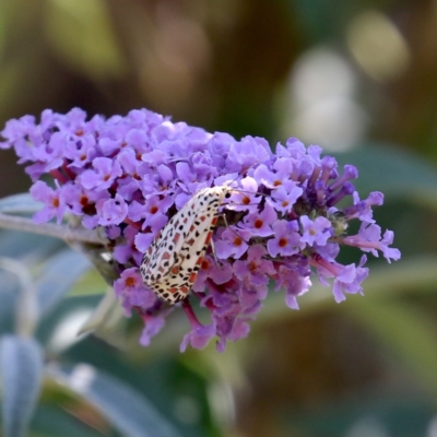 Utetheisa pulchelloides (Heliotrope Moth) at Mawson, ACT - 25 Jan 2021 by Lindell