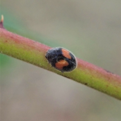 Diomus notescens (Little two-spotted ladybird) at Cook, ACT - 24 Jan 2021 by CathB