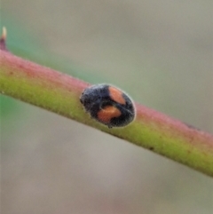 Diomus notescens (Little two-spotted ladybird) at Mount Painter - 23 Jan 2021 by CathB