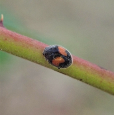 Diomus notescens (Little two-spotted ladybird) at Cook, ACT - 23 Jan 2021 by CathB