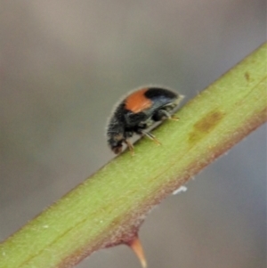 Diomus notescens at Cook, ACT - 24 Jan 2021