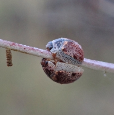 Paropsisterna m-fuscum (Eucalyptus Leaf Beetle) at Cook, ACT - 24 Jan 2021 by CathB