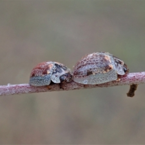 Paropsisterna m-fuscum at Cook, ACT - 24 Jan 2021