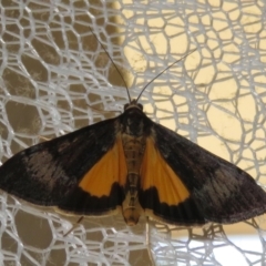 Uresiphita ornithopteralis (Tree Lucerne Moth) at Macarthur, ACT - 25 Jan 2021 by RodDeb