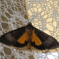 Uresiphita ornithopteralis (Tree Lucerne Moth) at Macarthur, ACT - 24 Jan 2021 by RodDeb