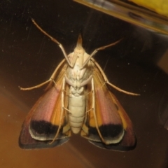 Uresiphita ornithopteralis at Macarthur, ACT - 25 Jan 2021