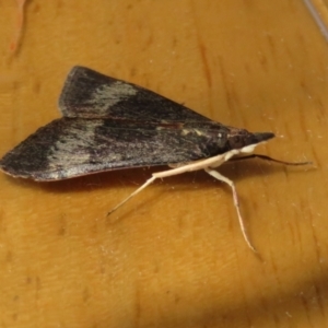 Uresiphita ornithopteralis at Macarthur, ACT - 25 Jan 2021