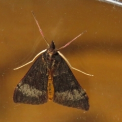 Uresiphita ornithopteralis at Macarthur, ACT - 25 Jan 2021