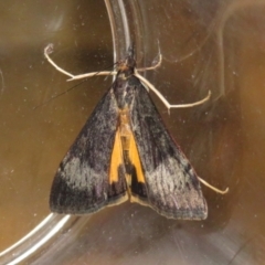 Uresiphita ornithopteralis at Macarthur, ACT - 25 Jan 2021