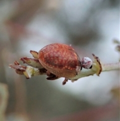 Paropsisterna decolorata (A Eucalyptus leaf beetle) at Mount Painter - 23 Jan 2021 by CathB