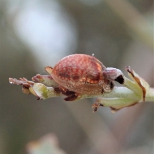 Paropsisterna decolorata at Cook, ACT - 24 Jan 2021
