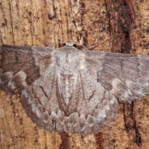 Crypsiphona ocultaria at Melba, ACT - 19 Jan 2021 12:44 AM