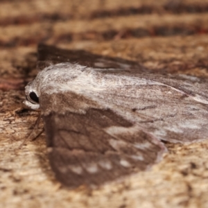 Crypsiphona ocultaria at Melba, ACT - 19 Jan 2021 12:44 AM