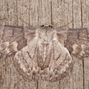 Crypsiphona ocultaria at Melba, ACT - 19 Jan 2021 12:44 AM