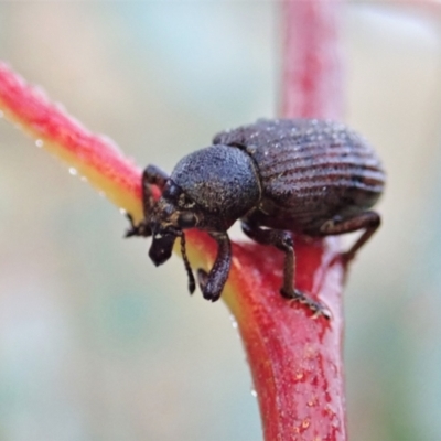 Rhinaria sp. (genus) (Unidentified Rhinaria weevil) at Mount Painter - 23 Jan 2021 by CathB