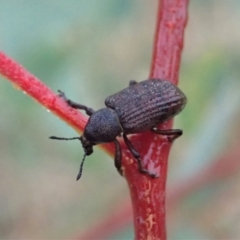 Rhinaria sp. (genus) at Holt, ACT - 24 Jan 2021