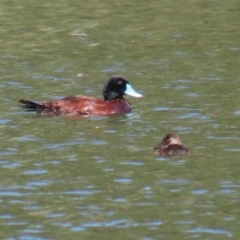 Oxyura australis (Blue-billed Duck) at Upper Stranger Pond - 25 Jan 2021 by RodDeb