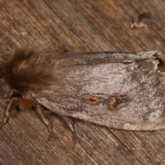 Leptocneria reducta (White Cedar Moth) at Melba, ACT - 15 Jan 2021 by kasiaaus