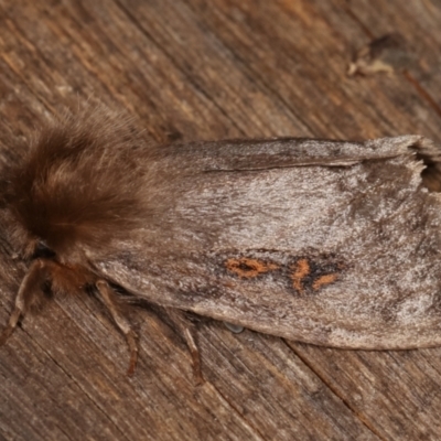 Leptocneria reducta (White cedar moth) at Melba, ACT - 14 Jan 2021 by kasiaaus