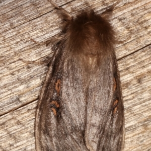 Leptocneria reducta at Melba, ACT - 15 Jan 2021