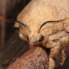 Entometa apicalis (Gum Snout Moth) at Melba, ACT - 14 Jan 2021 by kasiaaus