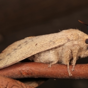 Entometa apicalis at Melba, ACT - 15 Jan 2021 01:10 AM