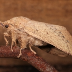 Entometa apicalis at Melba, ACT - 15 Jan 2021 01:10 AM