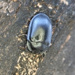 Pterohelaeus striatopunctatus (Darkling beetle) at Mount Painter - 23 Jan 2021 by CathB