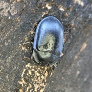 Pterohelaeus striatopunctatus at Holt, ACT - 24 Jan 2021 06:37 AM