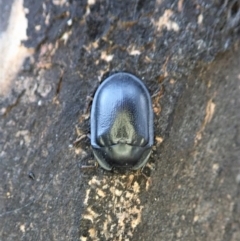 Pterohelaeus striatopunctatus at Holt, ACT - 24 Jan 2021 06:37 AM