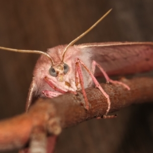 Arhodia lasiocamparia at Melba, ACT - 15 Jan 2021