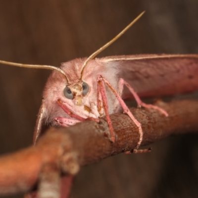Arhodia lasiocamparia (Pink Arhodia (Oenochrominae)) at Melba, ACT - 15 Jan 2021 by kasiaaus