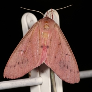 Arhodia lasiocamparia at Melba, ACT - 15 Jan 2021 12:47 AM