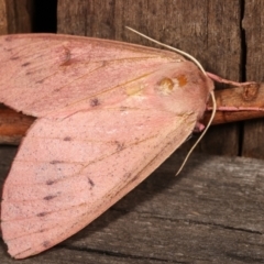 Arhodia lasiocamparia at Melba, ACT - 15 Jan 2021 12:47 AM