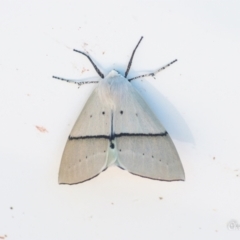 Gastrophora henricaria (Fallen-bark Looper, Beautiful Leaf Moth) at Macarthur, ACT - 18 Jan 2021 by ChrisBlunt