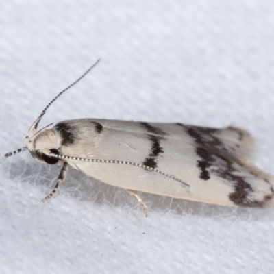 Compsotropha strophiella (A Concealer moth (Wingia group)) at Melba, ACT - 18 Jan 2021 by kasiaaus