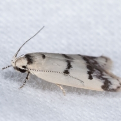 Compsotropha strophiella (A Concealer moth) at Melba, ACT - 18 Jan 2021 by kasiaaus