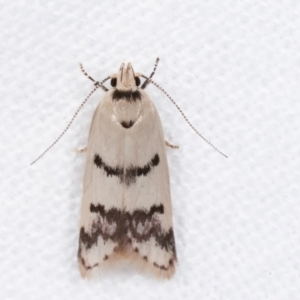 Compsotropha strophiella at Melba, ACT - 18 Jan 2021 10:26 PM