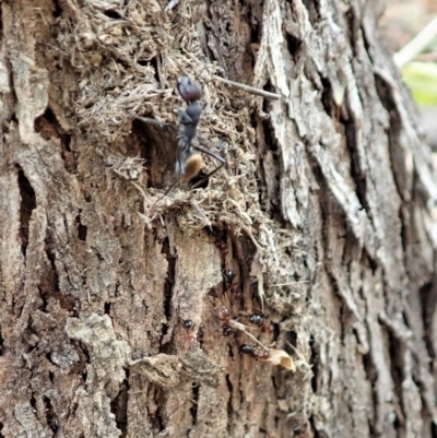 Camponotus suffusus (Golden-tailed sugar ant) at Cook, ACT - 23 Jan 2021 by CathB