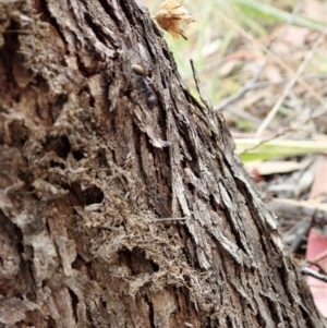 Camponotus suffusus at Cook, ACT - 24 Jan 2021