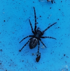 Badumna insignis (Black House Spider) at Reid, ACT - 19 Jan 2021 by AndyRussell