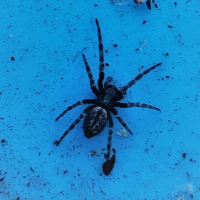 Badumna insignis (Black House Spider) at Reid, ACT - 19 Jan 2021 by AndyRussell