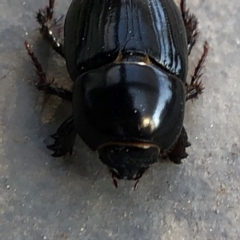 Heteronychus arator at Reid, ACT - 10 Sep 2018