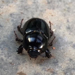 Heteronychus arator at Reid, ACT - 10 Sep 2018 04:26 PM