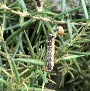 Oenochroma vinaria at Reid, ACT - 25 Jan 2021