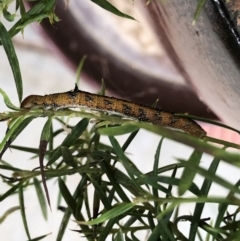 Oenochroma vinaria at Reid, ACT - 25 Jan 2021