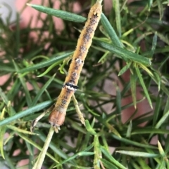 Oenochroma vinaria at Reid, ACT - 25 Jan 2021