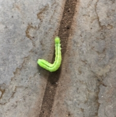 Pieris rapae at Reid, ACT - 19 Jan 2021