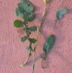 Hirschfeldia incana (Buchan Weed) at Watson, ACT - 19 Jun 2020 by waltraud