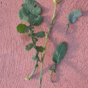 Hirschfeldia incana at Watson, ACT - 19 Jun 2020